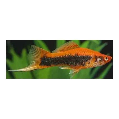 acuarioscondal832178