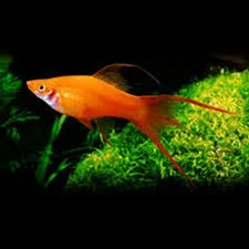 acuarioscondal832259