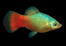 acuarioscondal832481