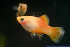 acuarioscondal832612