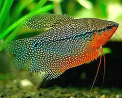 acuarioscondal832806