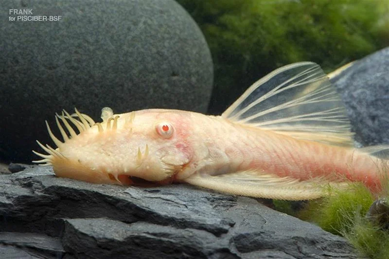 acuarioscondal832820