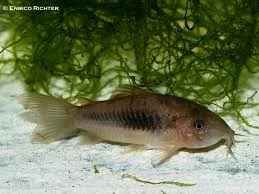 acuarioscondal832868