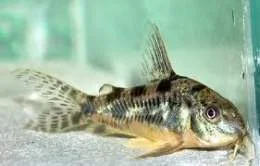 acuarioscondal832908