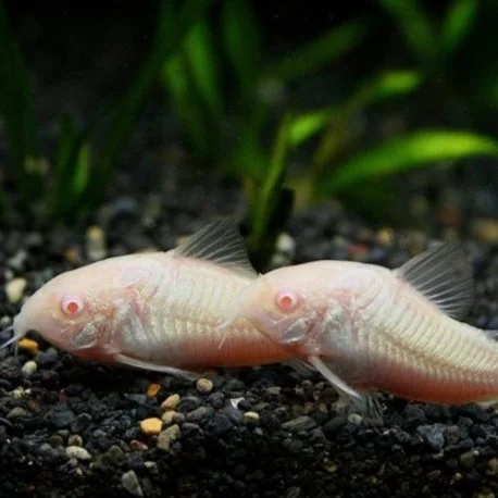 acuarioscondal832973