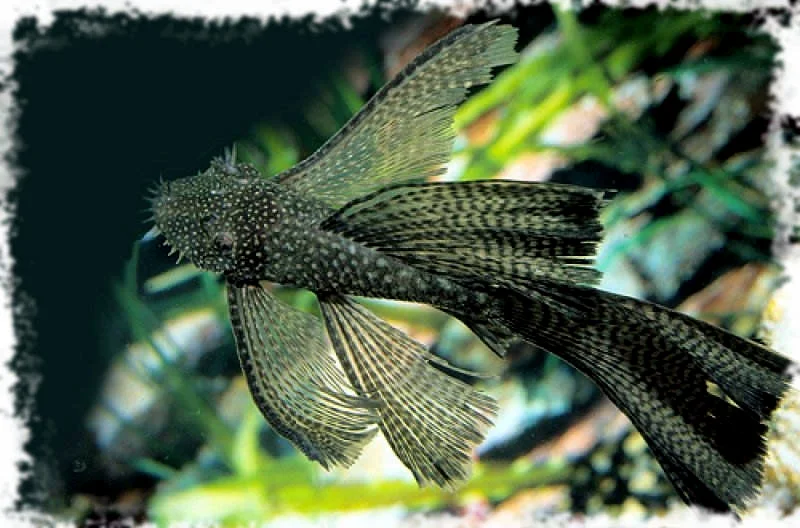 acuarioscondal833010