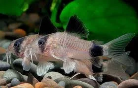 acuarioscondal833030