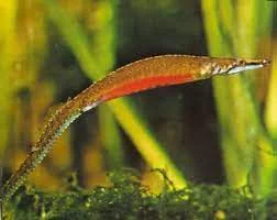 acuarioscondal833048