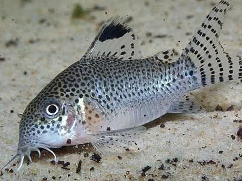 acuarioscondal833169