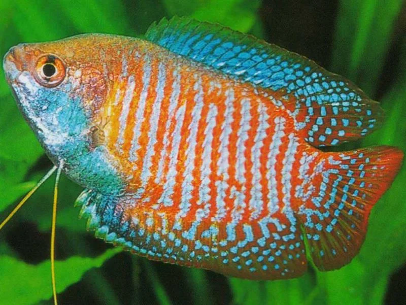acuarioscondal833512