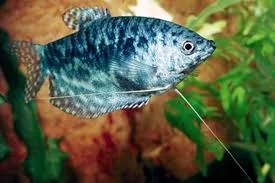 acuarioscondal834076