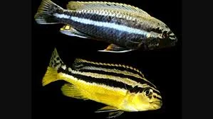 acuarioscondal835174