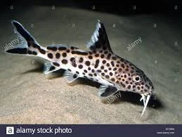acuarioscondal835296