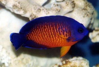acuarioscondal837152