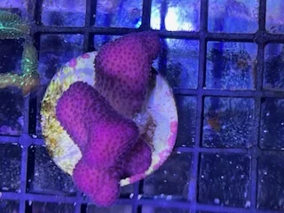 acuarioscondal837199