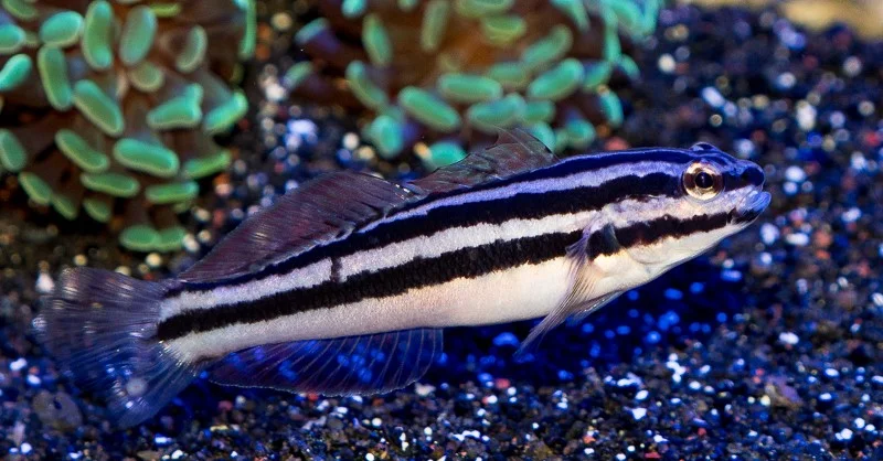 acuarioscondal837253