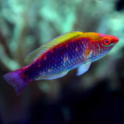 acuarioscondal837263