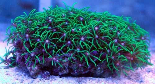 acuarioscondal837284