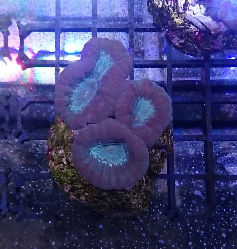 acuarioscondal837390