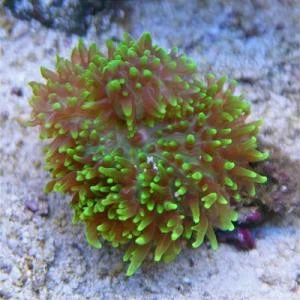 acuarioscondal837455