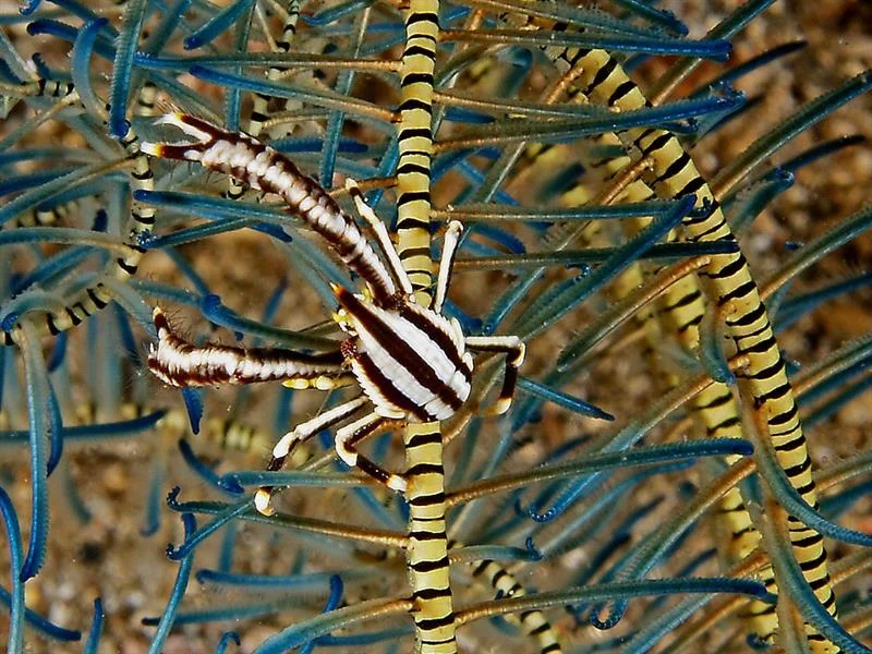 acuarioscondal837470