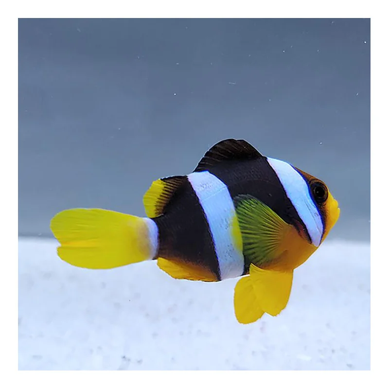 acuarioscondal837531