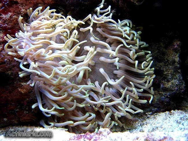 acuarioscondal837605