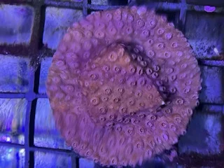 acuarioscondal837668