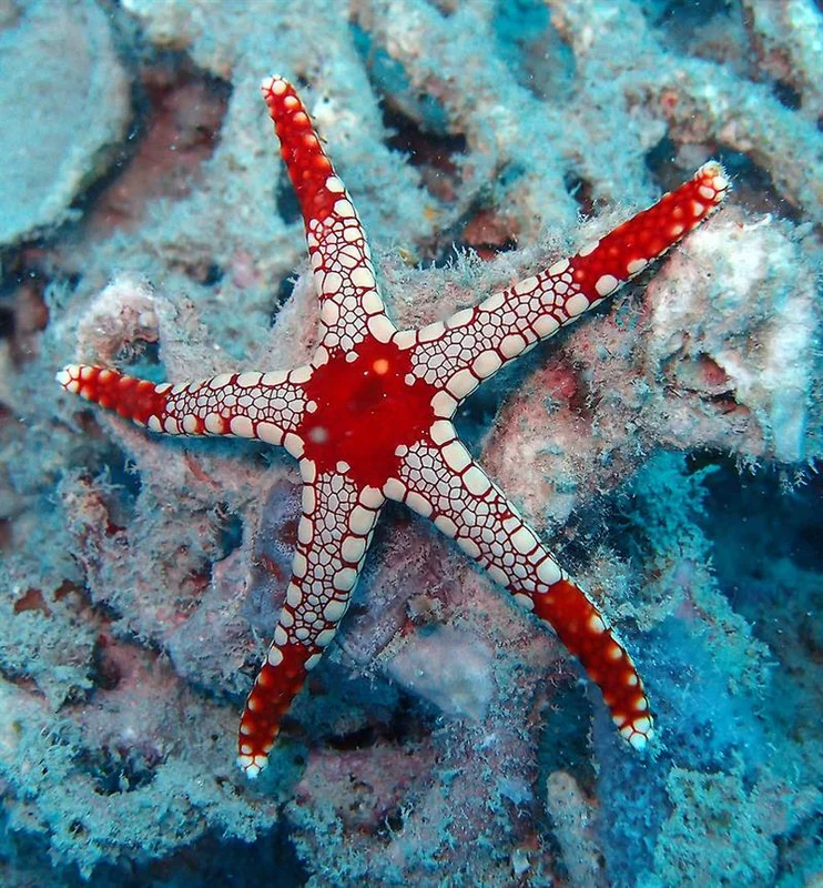 acuarioscondal837705