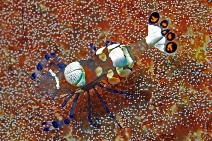 acuarioscondal837767