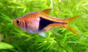 acuarioscondal837945