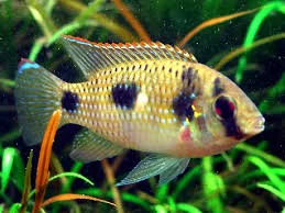 acuarioscondal838336
