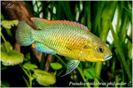 acuarioscondal838356