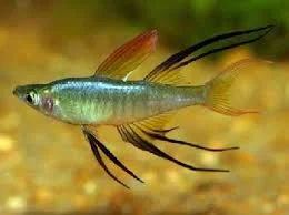 acuarioscondal838373