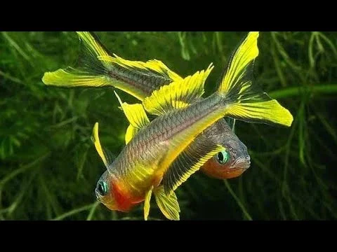 acuarioscondal838387