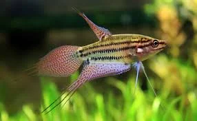 acuarioscondal838410