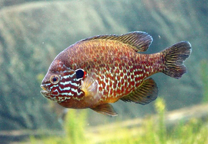 acuarioscondal838426
