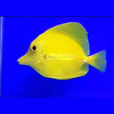 acuarioscondal839872