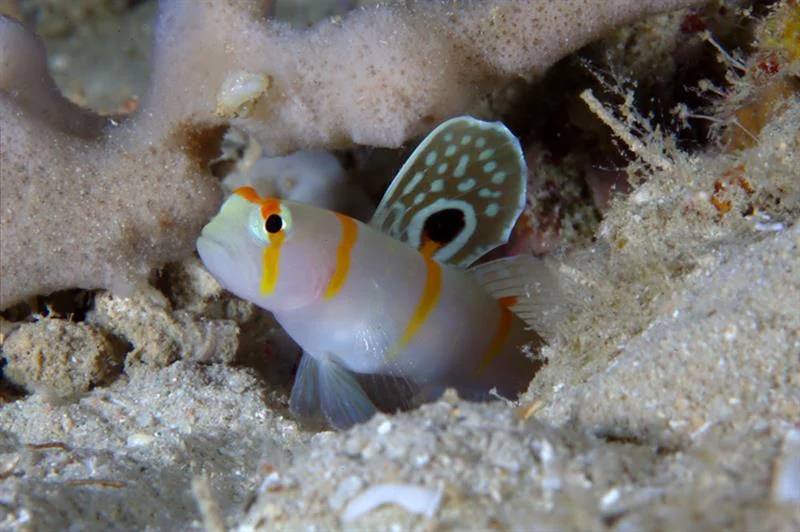 acuarioscondal839967