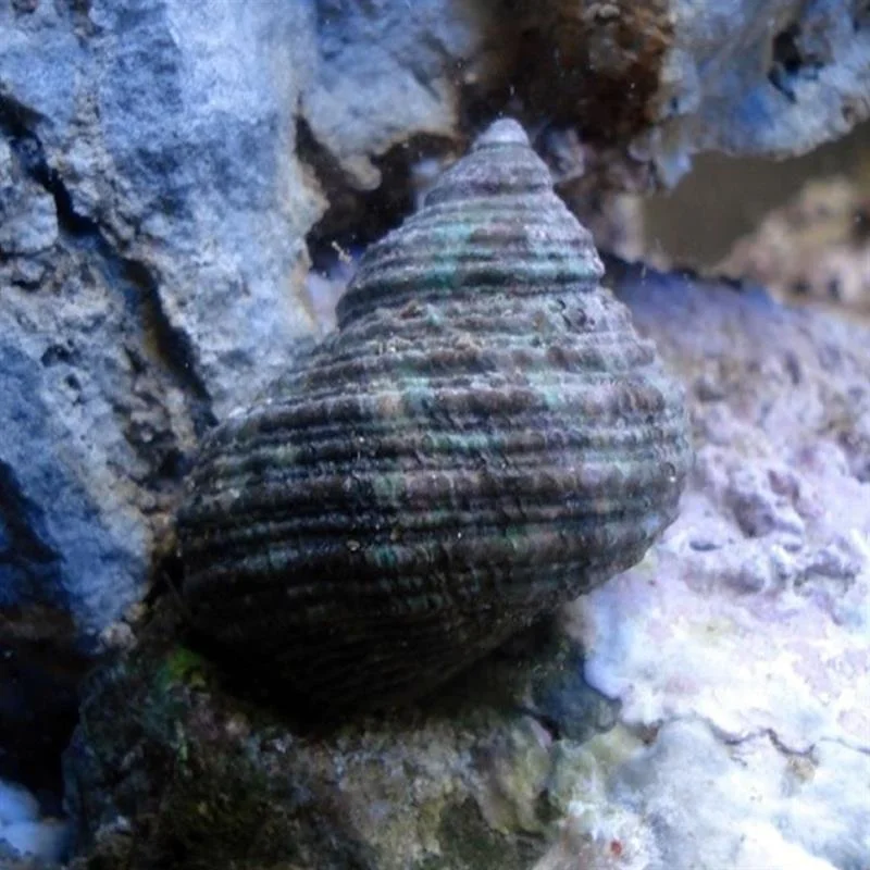 acuarioscondal840003