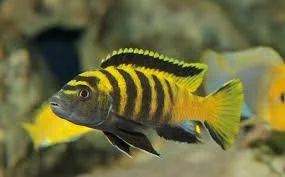 acuarioscondal840413