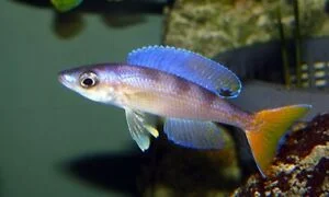 acuarioscondal840533
