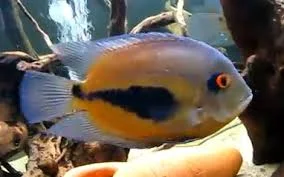 acuarioscondal840593