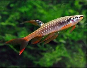 acuarioscondal840604