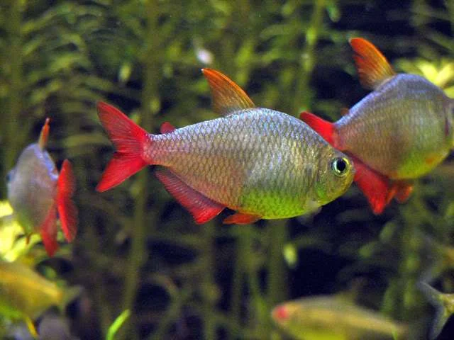 acuarioscondal840632