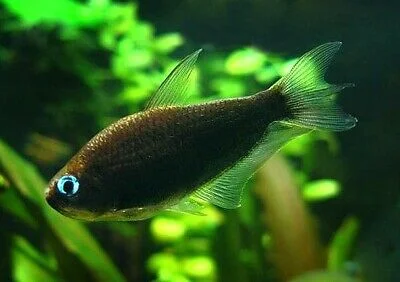 acuarioscondal840652
