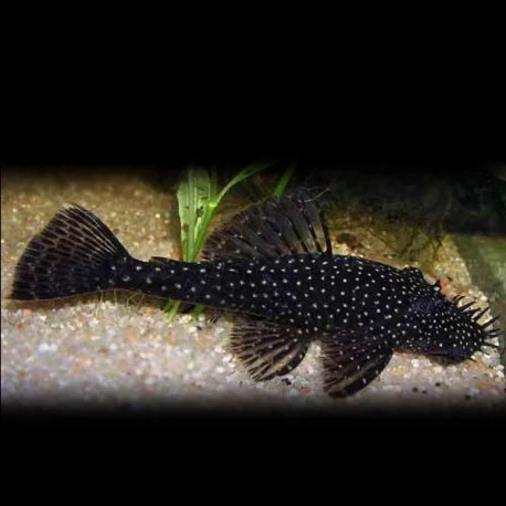 acuarioscondal840765