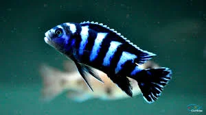 acuarioscondal841249