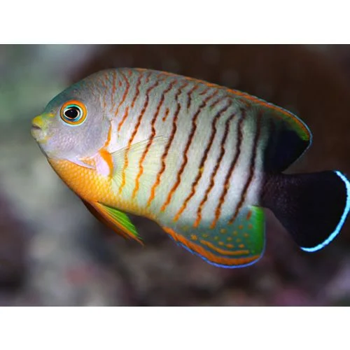 acuarioscondal841314