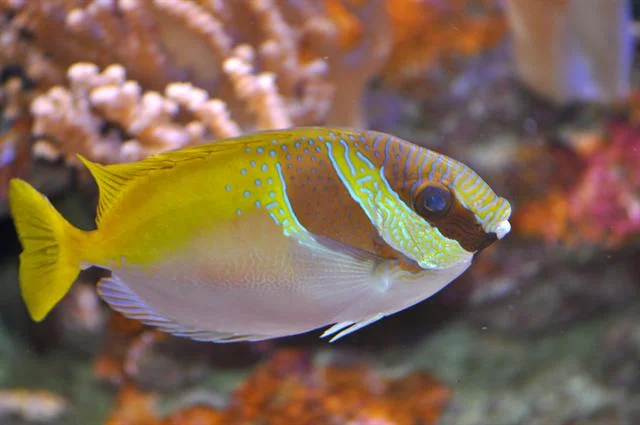 acuarioscondal841868
